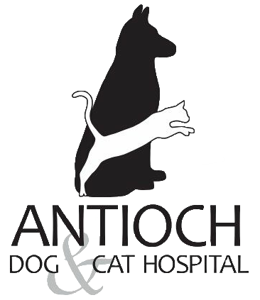 antiochdog-cathospital.com logo